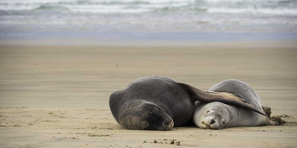 Sea Lion (Dunedin)