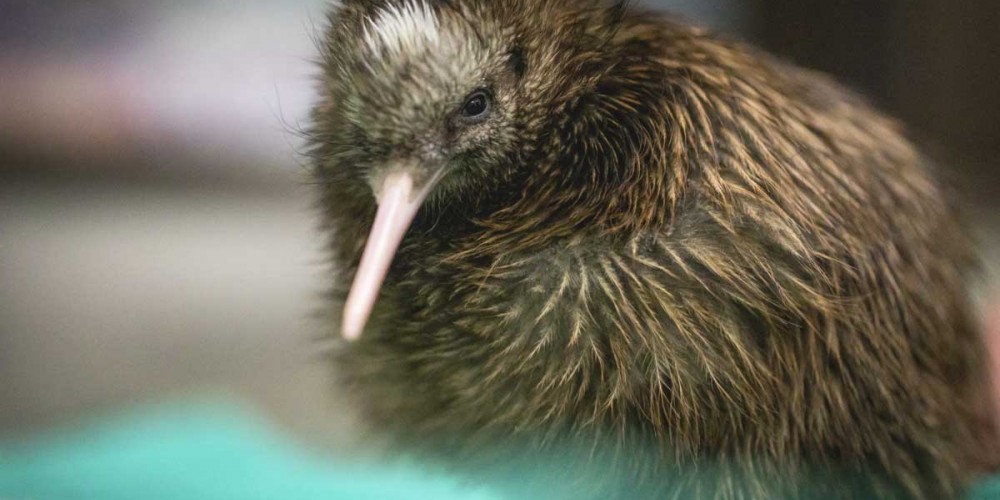 Pukaha National Wildlife Centre, Wairarapa