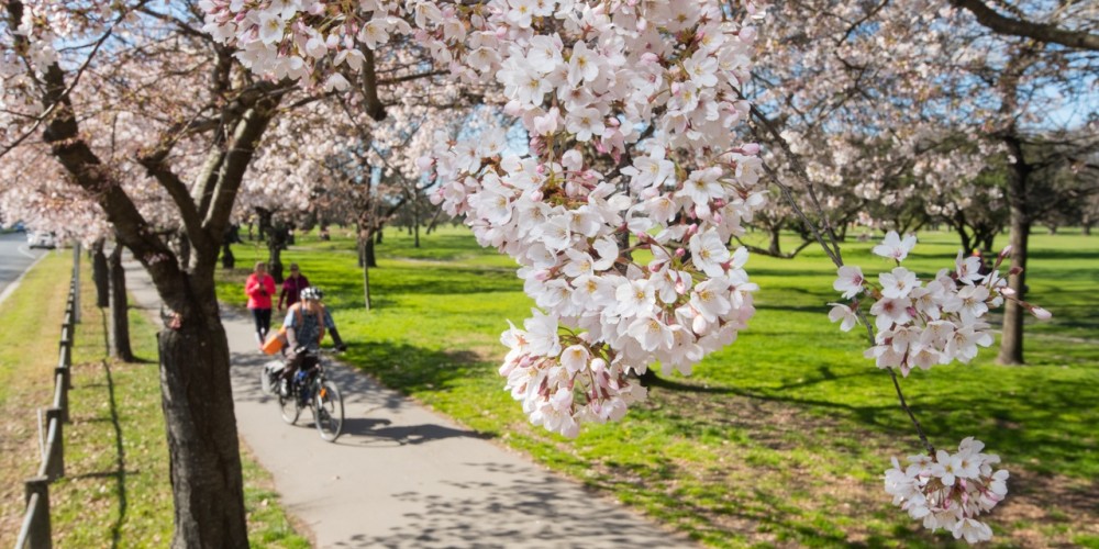 Spring Blossom in Christchurch parks