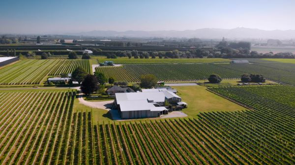  Gisborne Vineyard